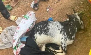 Khởi tố vụ án, tạm giữ ba cán bộ công an bắn chết dê của dân rồi cho vào cốp xe 