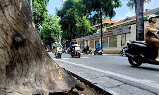 Hà Nội: Nhiều cây xanh chết khô, mục ruỗng gốc chờ đổ mùa mưa bão