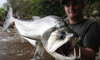 Khám phá loài cá ma cà rồng gớm ghiếc, có nanh dài 15cm