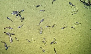 Phát hiện lươn và cá mập sống được ở vùng nước thiếu ôxy không tưởng