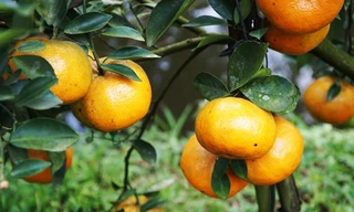 Vườn quýt Lai Vung tấp nập đón khách dịp cận Tết