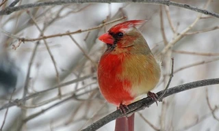 Chú chim hồng y kỳ lạ 