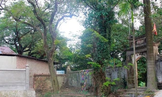 Hà Nội: Ngày mai chặt hạ “cây sưa trăm tỷ”