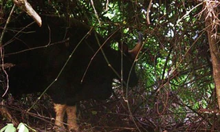 Lần đầu tiên chụp được ảnh bò tót ở Vườn quốc gia Phong Nha