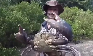 Người đàn ông dùng tay không bắt cua khổng lồ ở Australia