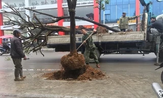 Dự án trăm tỷ trồng cây giữa đường: Lý giải sự lạ