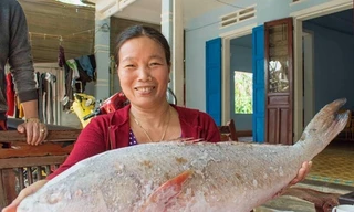 Cá sủ vàng tiền tỷ của ngư dân rao bán mỗi ngày thêm đậm màu đồng