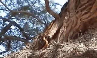 Video: Rắn hổ mang vàng leo cây bắt chuột, ai ngờ diều hâu rình rập phía sau