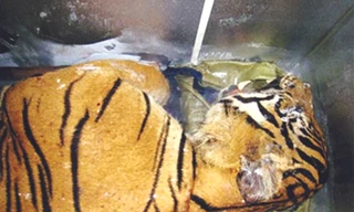 Hổ trong thùng đông lạnh