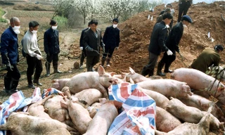 TPHCM không tiếp nhận lợn từ các tỉnh phía Bắc