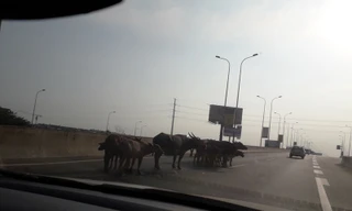 Đàn trâu tung tăng trên cao tốc TPHCM – Long Thành – Dầu Giây 