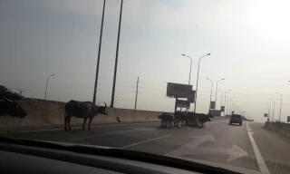 Nhà đầu tư nói về vụ đàn trâu tung tăng trên cao tốc Long Thành - Dầu Giây