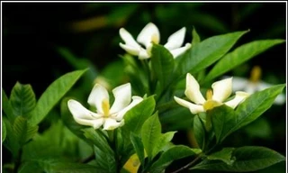 Cây dành dành trị viêm phổi