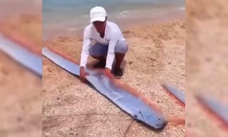 Cá Mái chèo dài gần 2m bất ngờ xuất hiện ở Ninh Thuận