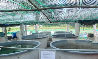 Chi bạc tỷ làm đề tài khoa học nhưng không dùng được 