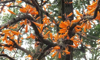 Loài hoa ‘lạ’ mọc trước lăng mộ vua Hùng