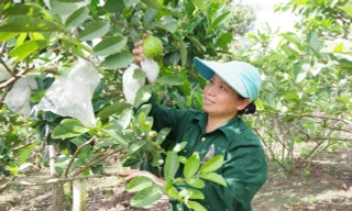 Người lao động thu hoạch ổi được mùa từ nguồn vốn vay Giải quyết việc làm