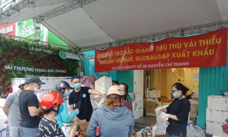 Người Hà Nội ăn vải xuất Nhật chỉ với 35.000 đồng/kg