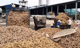 Tinh bột sắn là một trong những mặt hàng gặp vướng mắc trong hoàn thuế VAT thời gian qua. (Ảnh minh hoạ, ST). 