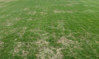 Mặt sân Mỹ Đình sau khi tổ chức chương trình ca nhạc cần được chăm sóc lại để đảm bảo chất lượng tốt (ảnh A.T)