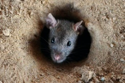 Chuột là mối đe doạ đối với an toàn hàng không