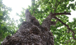 Các "cụ bàng" ở Côn Đảo như chứng nhân lịch sử của vùng đất thiêng. 