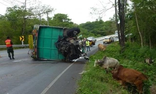 Chiếc xe chở 52 con bò bị lật 