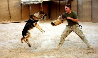 Những siêu 'chiến binh bốn chân' của quân đội Mỹ