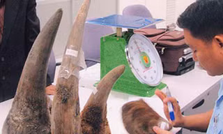 Ngành Hải quan bắt giữ, xử lý 1.671 vụ vi phạm trong tháng 5/2013