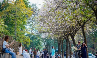 Hoa ban phủ kín đường Hoàng Diệu, nàng thơ xếp hàng dài check-in 