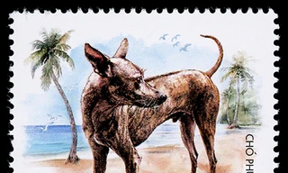 'Tứ đại quốc khuyển Việt Nam' lên tem bưu chính