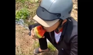 Sự thật về clip hàng tấn dưa hấu ở Bình Dương bị thương lái từ chối, người dân ăn không xuể