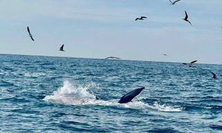 Du khách bất ngờ bắt gặp cá voi săn mồi trên biển Vĩnh Hy