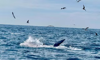 Du khách bất ngờ bắt gặp cá voi săn mồi trên biển Vĩnh Hy