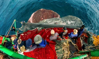 Tàu nối tàu, cá nối cá: Ngư dân Lâm Đồng phấn khởi vì 'trúng to'