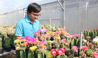 Ngắm vườn hoa xương rồng rực rỡ của kỹ sư công nghệ 9x Khánh Hòa