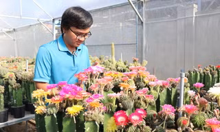 Ngắm vườn hoa xương rồng rực rỡ của kỹ sư công nghệ 9x Khánh Hòa