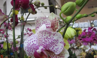 Muôn sắc hoa xuân đón Tết