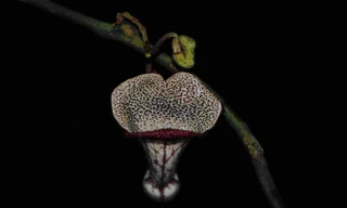 Phát hiện nhiều loài thực vật mới ở Thanh Hóa