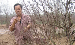 Nhiều cây đào cổ thụ ở Nhật Tân đã được khách thuê