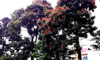 Bỏ qua cảnh báo của Tổ chức bảo tồn thiên nhiên thế giới