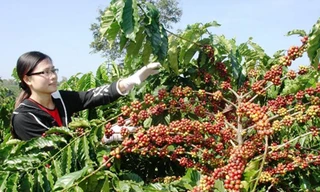 Cà phê tăng giá nhưng nhiều nông dân không còn để bán