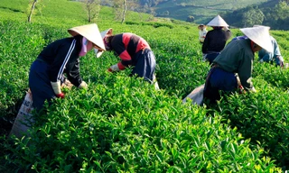 Thu hoạch chè 