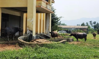 Khu điều hành thuộc dự án nhà máy xi măng trị giá đầu tư tiền tỷ thành nơi nuôi nhốt trâu bò của dân địa phương 