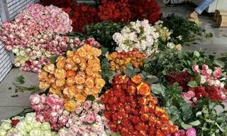 Giá hoa Đà Lạt tăng cao trước lễ 20/10