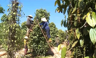 Người dân trèo lên thang để hái tiêu 