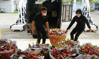 Nỗi buồn ở vựa thanh long rớt giá ngày Tết 