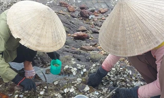 Nghề 'mổ' hàu trên vịnh Hòn La 