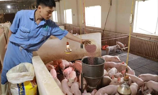 Giá thức ăn chăn nuôi tăng 13 lần: Quên 'mỏ vàng' trong nước