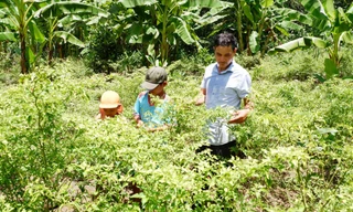 Đi tìm cây ớt Ariêu